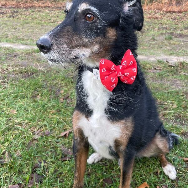 chien avec noeud papillon saint valentin