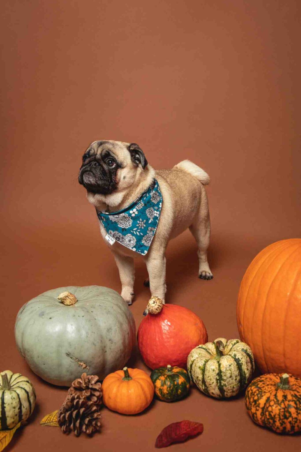 Bandana pour Chien Fleury Bleu