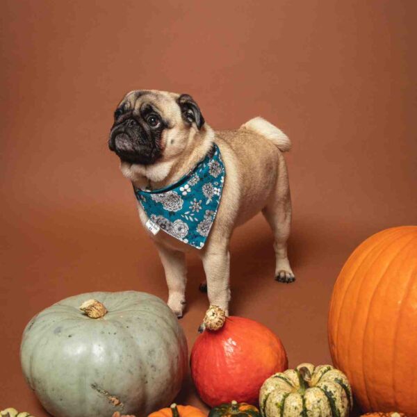 Bandana pour Chien Fleury Bleu