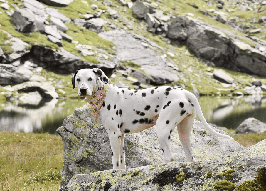 Dalmatien