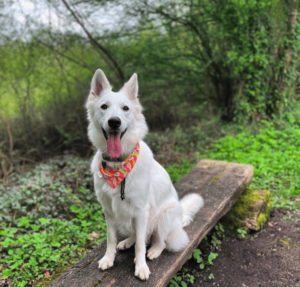 Chien en promenade, race berger blanc suisse.