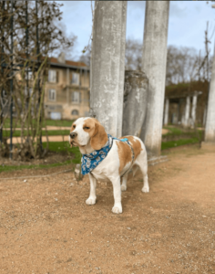 Beagle en promenade