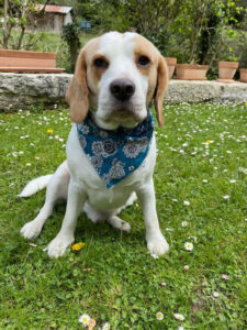 Chien Beagle avec un bandana Fleury bleu