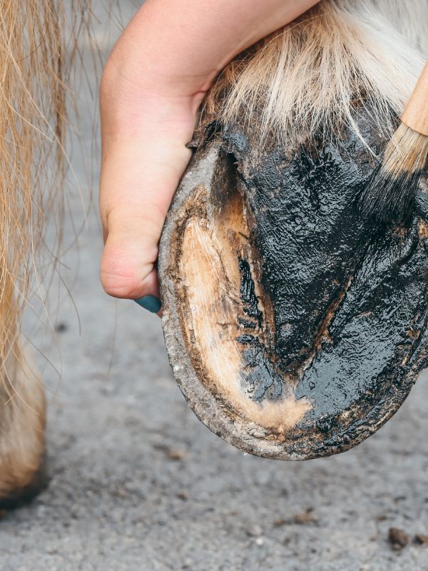 Soin pour sabot des chevaux onguent naturel