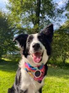 bandana pour chiens, accessoires pour chiens