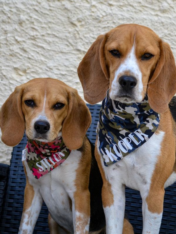 Bandana pour chien personnalisé. Beagle avec bandana paddy style