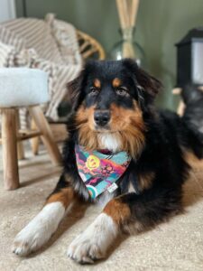 Berger australier avec bandana pour chien fardelu