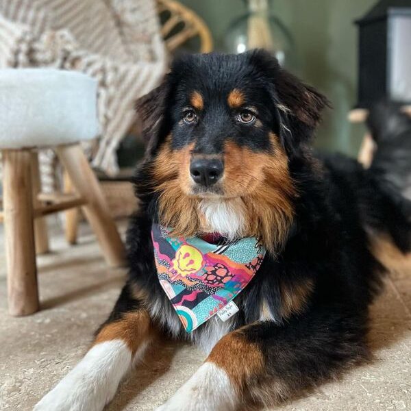 Berger australier avec bandana pour chien fardelu