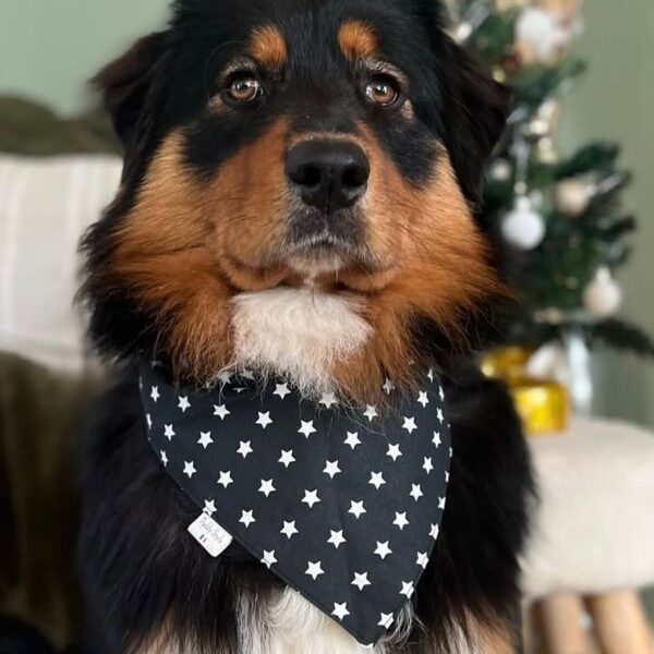 Berger australien avec un bandana étoiles blanches