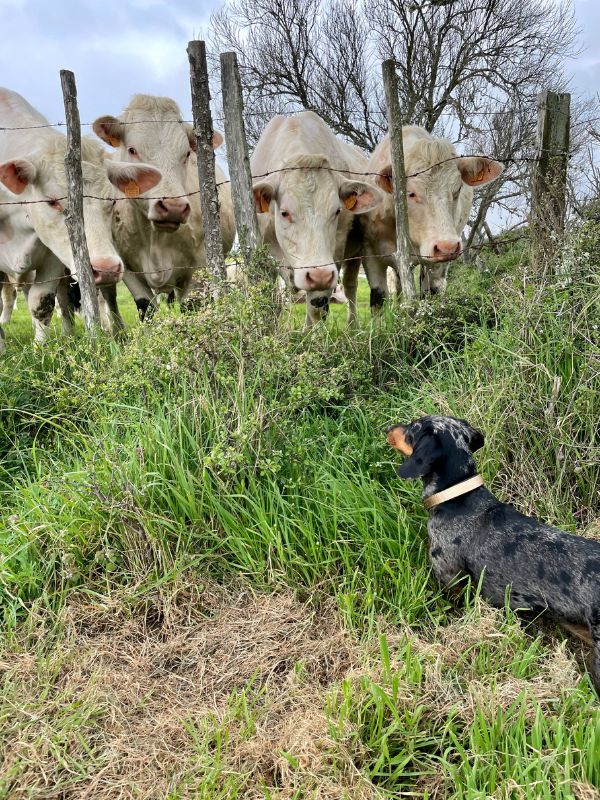 balade de teckel dans la campagne normande