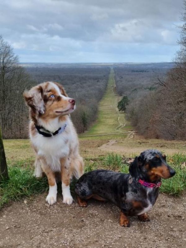 Balade de chien teckel et berger australien minitature