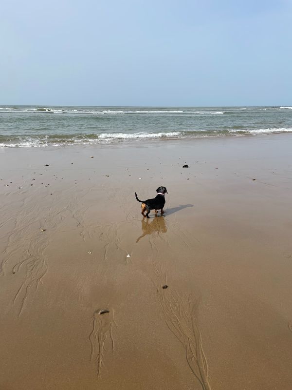 Teckel a la mer; Baignade chien