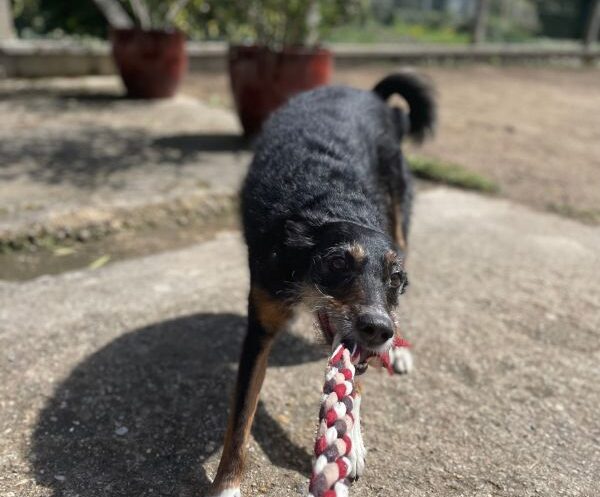 Comment occuper son chien.