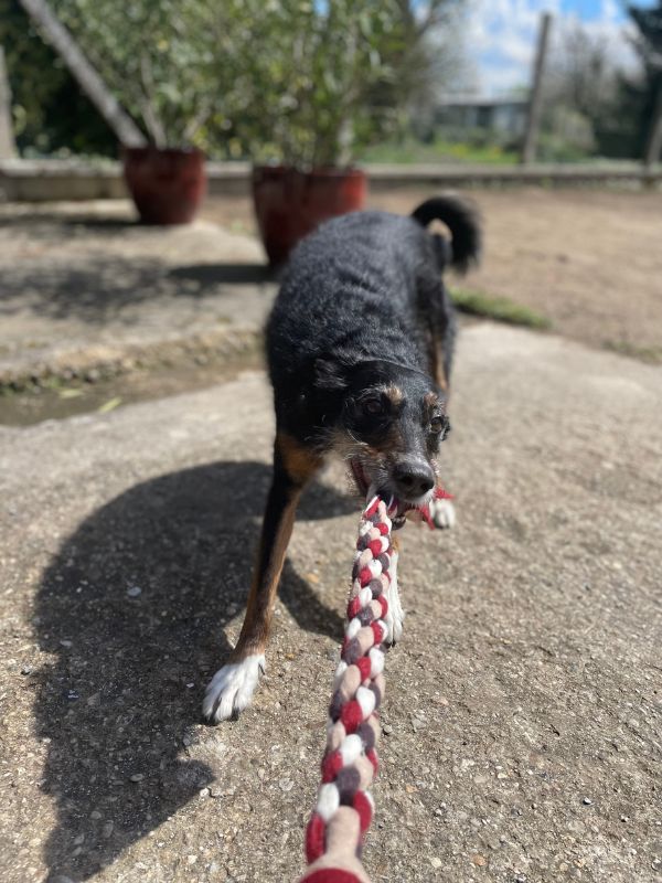 Comment occuper son chien.