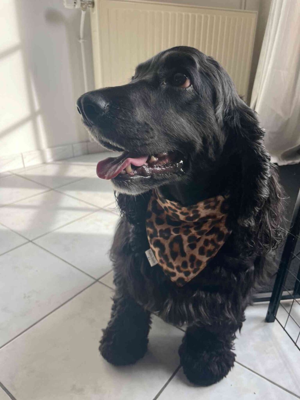 Photo de Cocker noir bandana leopard, un accessoire pour chien Paddy Style