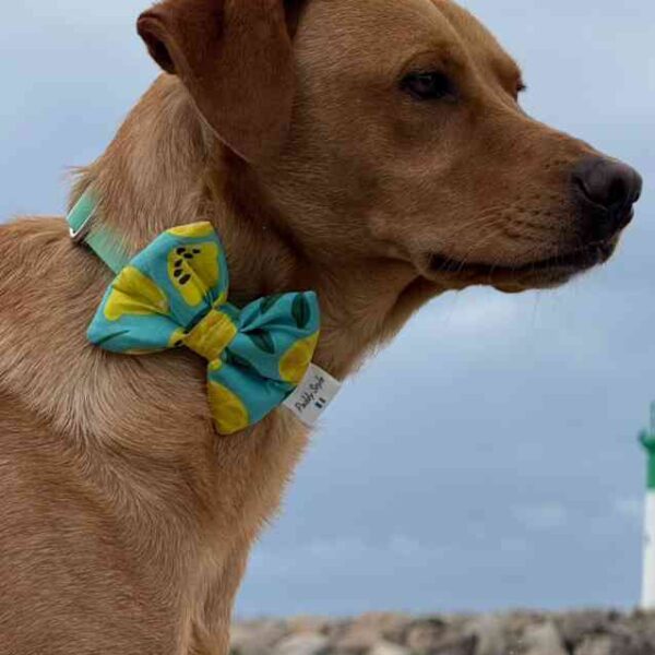 Photo de Labrador nœud papillon citron, un accessoire pour chien Paddy Style