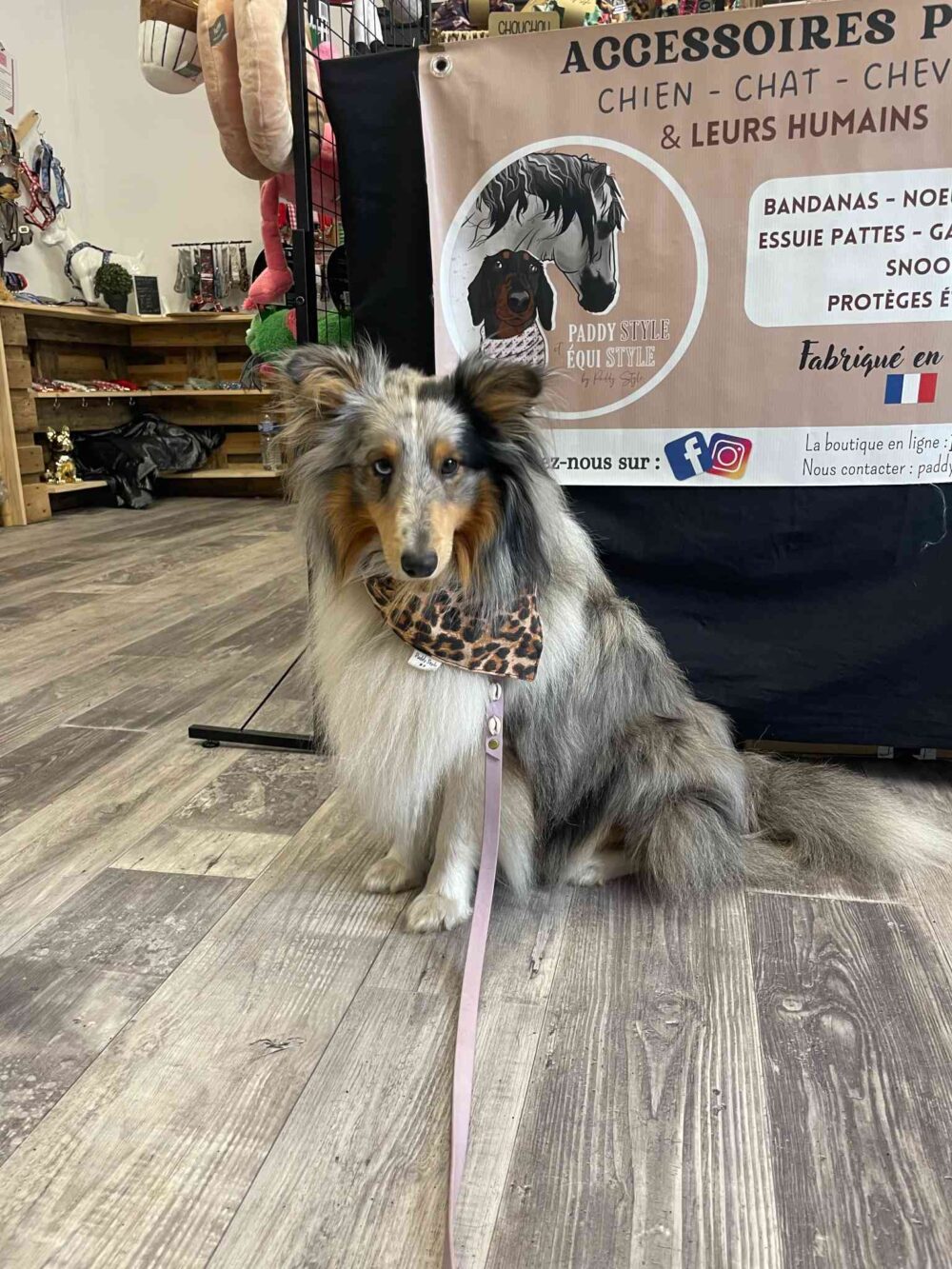 Photo de Sheltie bandana leopard stand, un accessoire pour chien Paddy Style