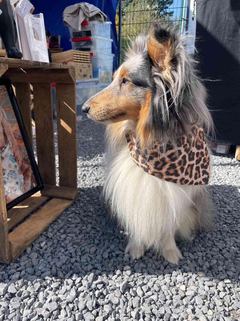 Photo de Sheltie bandana leopard boutique, un accessoire pour chien Paddy Style