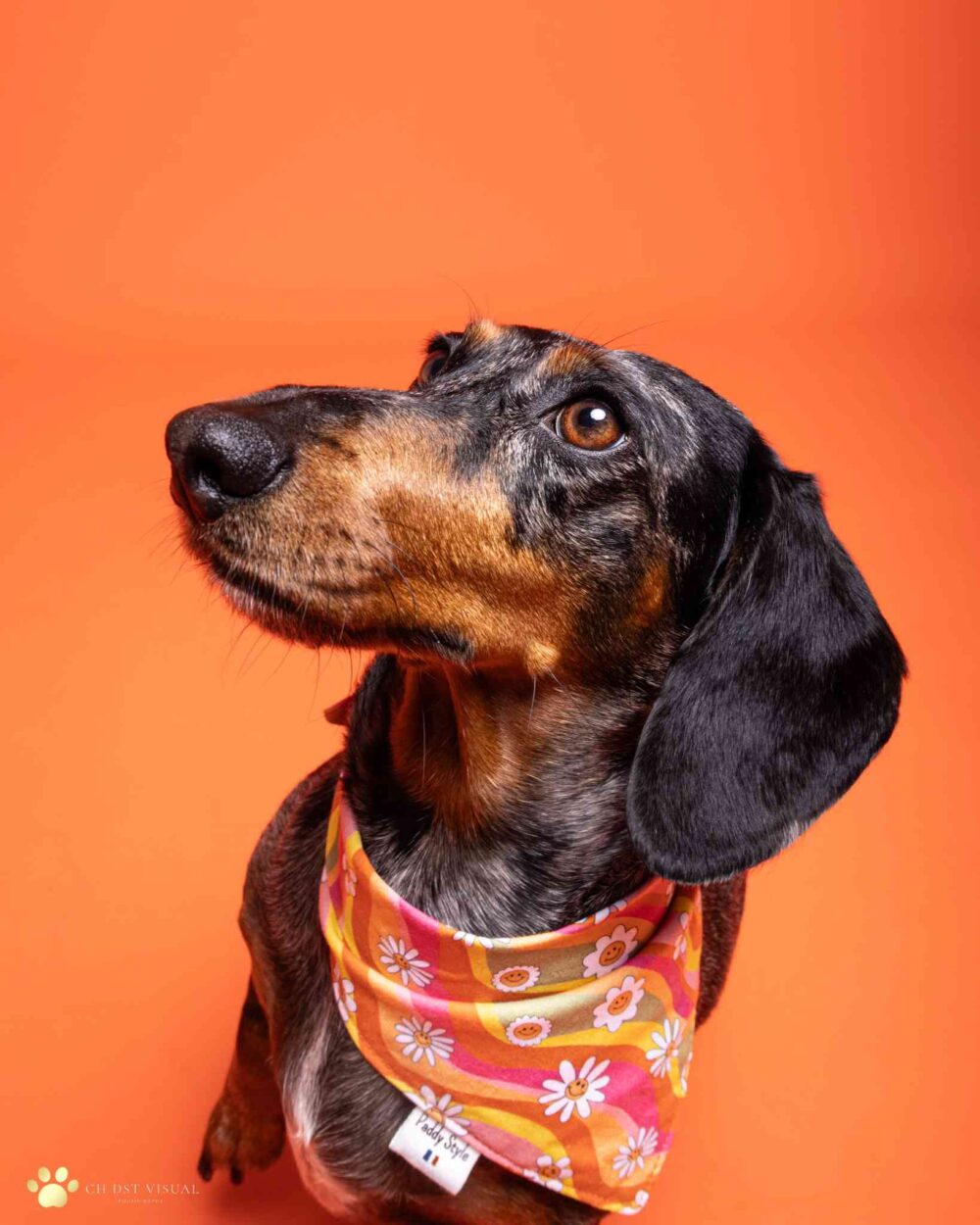 Photo de Teckel bandana fleurs orange profil, un accessoire pour chien Paddy Style