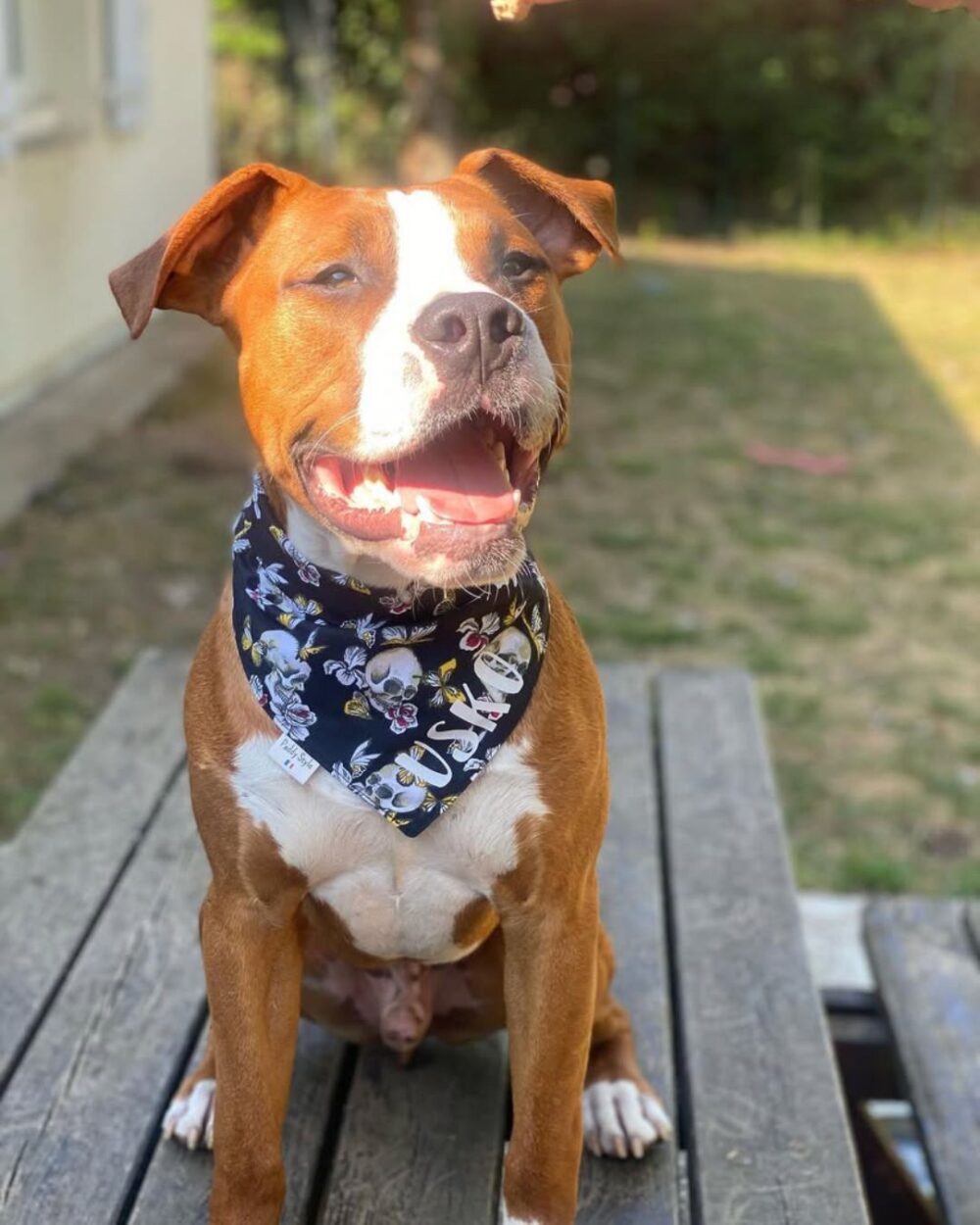 Foulard pour chien, bandana tête de mort
