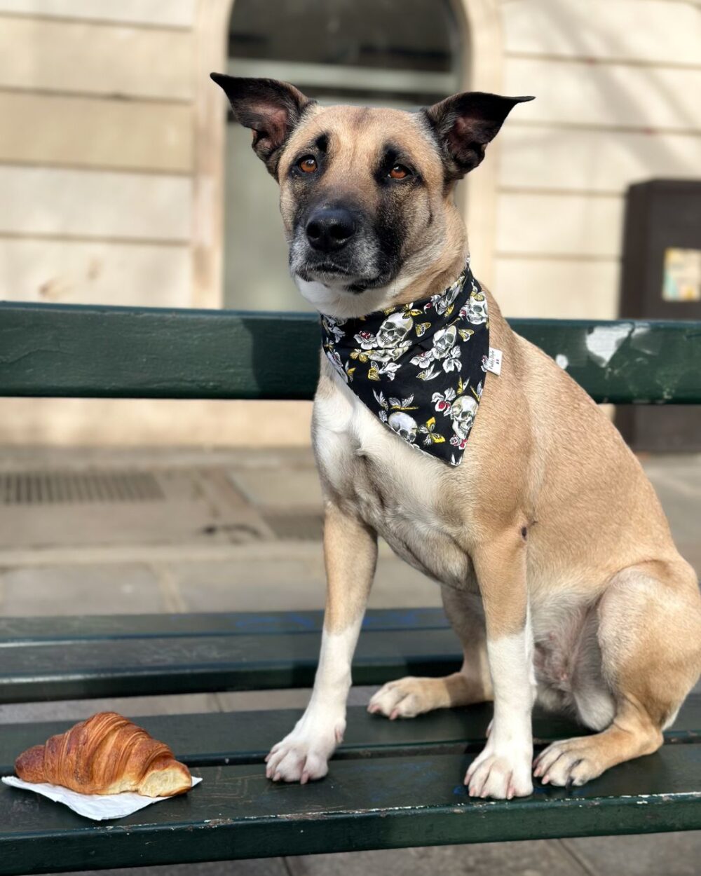 Bandana pour chien, motif tête de mort style rockeur pour les toutou stylé