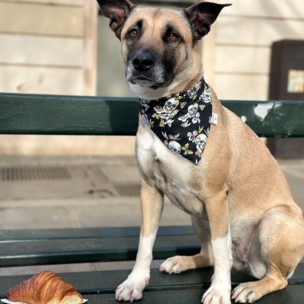 Bandana pour chien, motif tête de mort style rockeur pour les toutou stylé