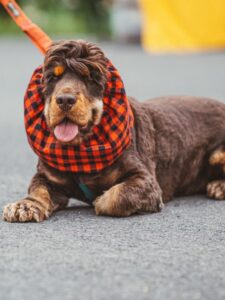 Snood cocker, chien avec Snood, pour cache oreilles des chiens