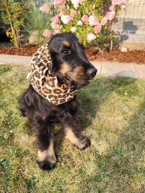 Cocker avec Snood, cache oreilles pour chiens
