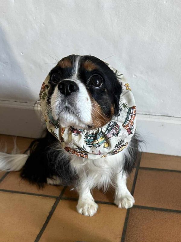 Snood navlier King Charles, protèges oreilles pour chien, Snood pour chien.