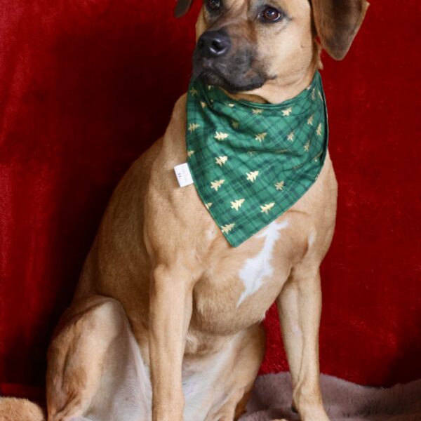 Bandana de Noël pour chien - Vert Tartan Sapin