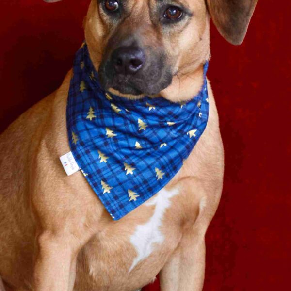 Bandana de Noël pour chien - Bleu Tartan Sapin