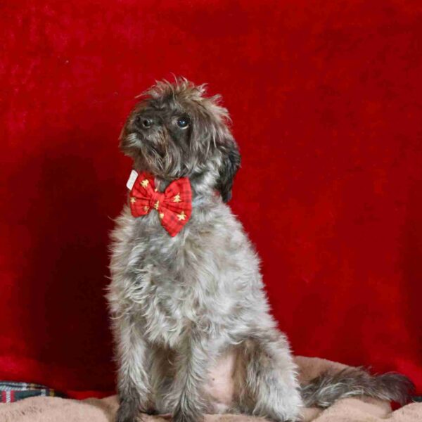 Noeud papillon pour collier chien - Rouge Sapin Noël