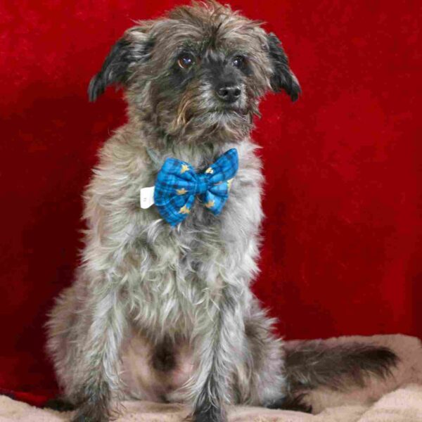 Noeud papillon pour collier chien - Bleu Sapin Noël